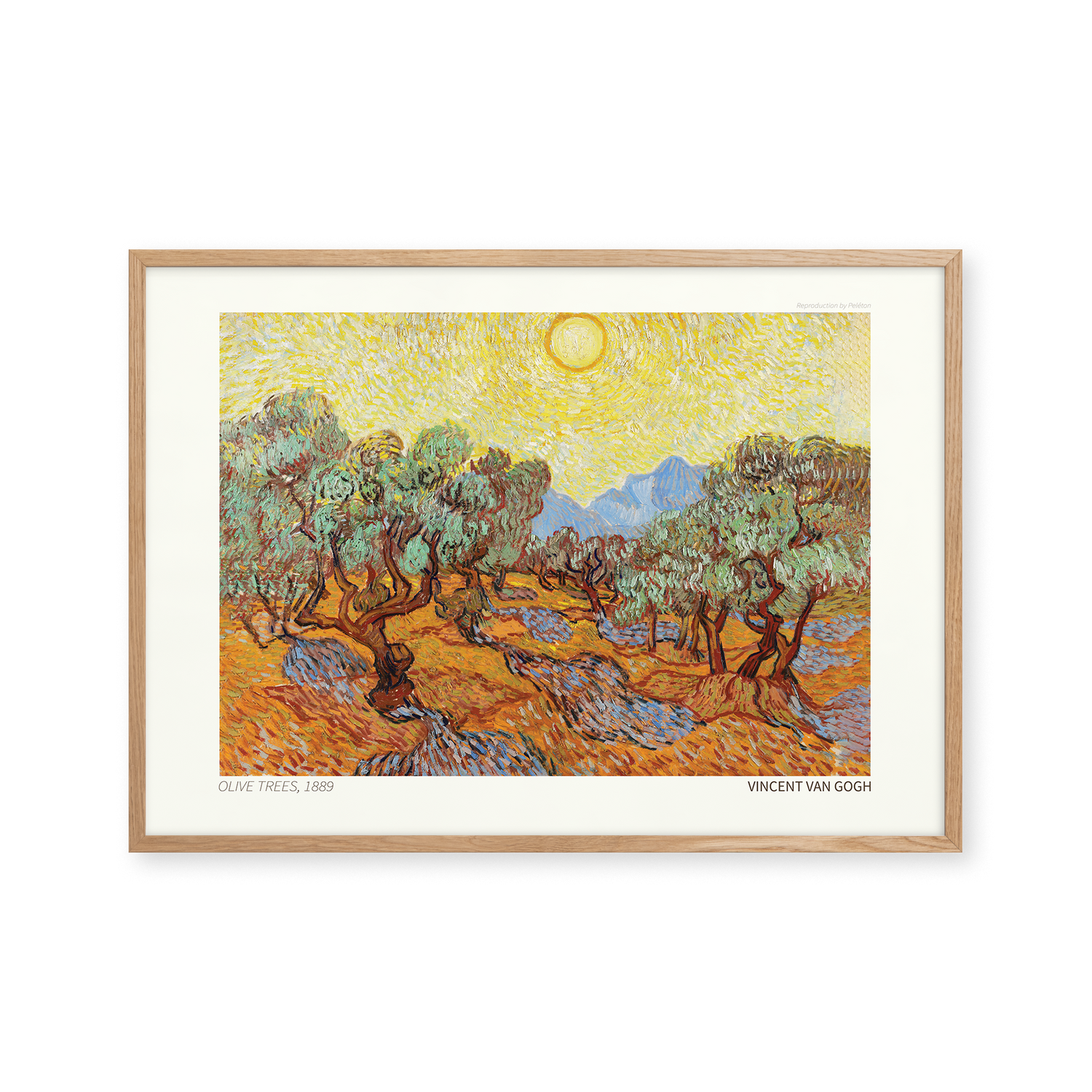 Olive Trees