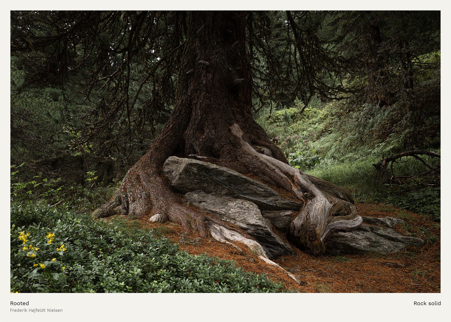 Rooted, Rock Solid