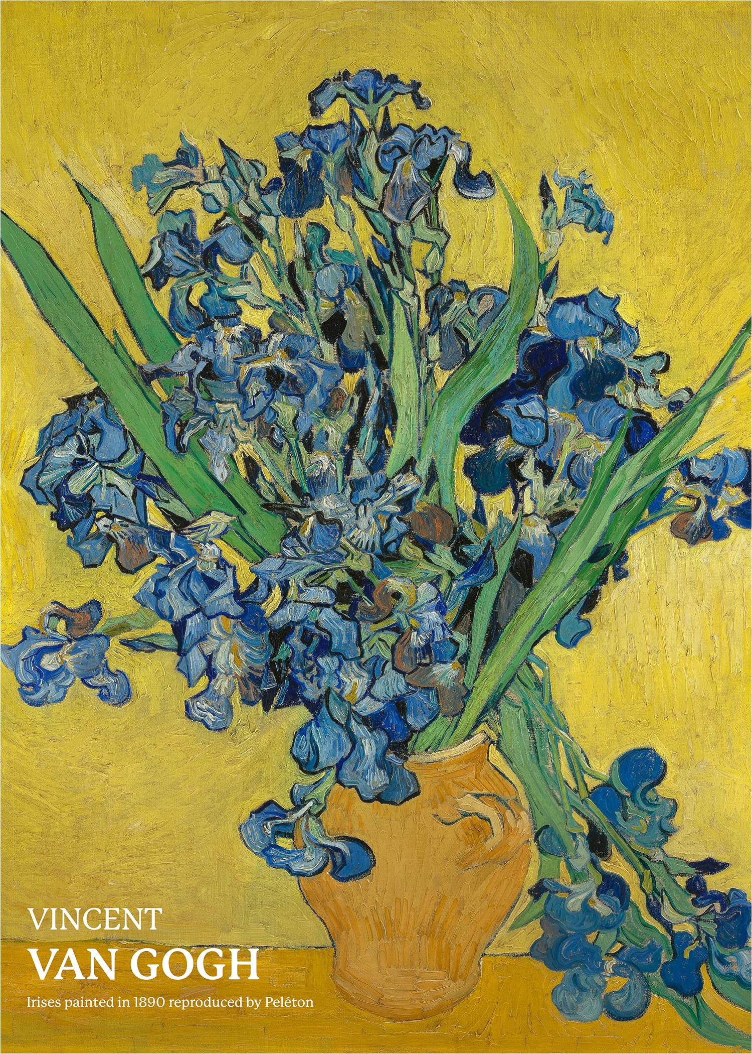 Irises