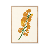 Rapeseed