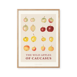 The Wild Apples Of Caucasus